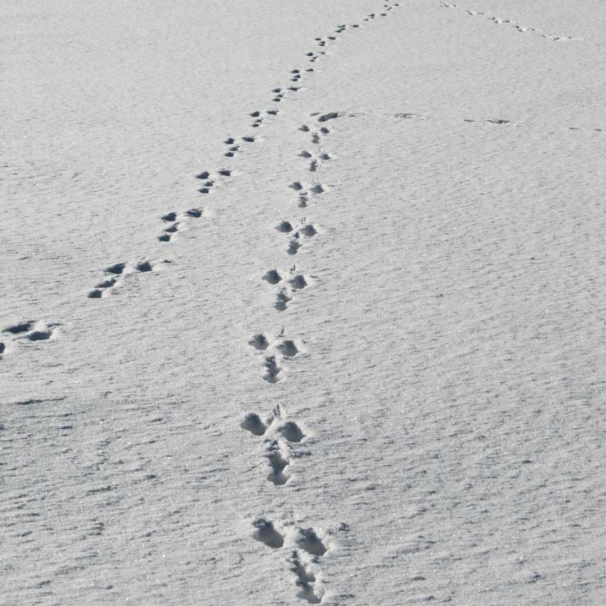 雪 につい た 動物 の 足跡