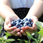 furano-blueberry