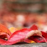 furano-autumn-leaves