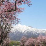 fuano-cherry blossoms