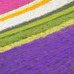 furano/lavender/farm/tomita