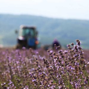 furano/lavender/harvest