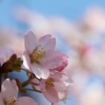 furano-may-spring