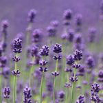 2020.summer.furano-lavender