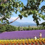 furano-lavender